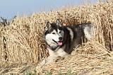 SIBERIAN HUSKY 012